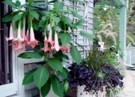 3-n-1-angel-trumpet — kopiya6